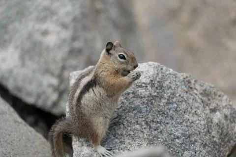Chipmunk On Rock Stock Photos