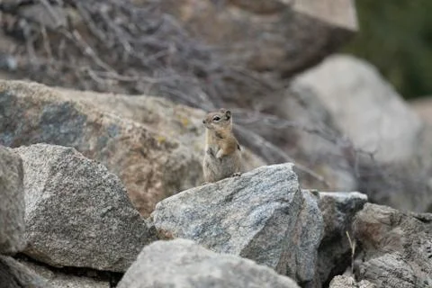 Chipmunk on a Rock Stock Photos