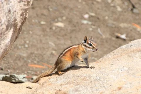 A Chipmunk on a Rock Stock Photos