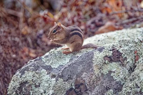 Chipmunk on rock Stock Photos