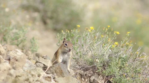 Chipmunk on rocks Stock Footage 26074622