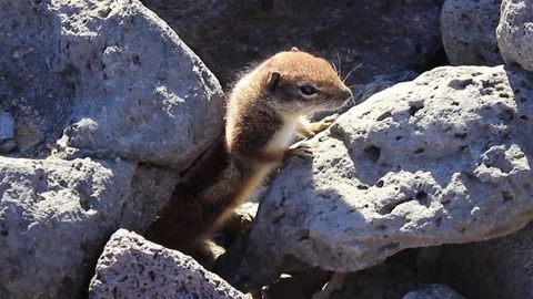 Chipmunk in the rocks with a twitching nose Stock Footage 84720379