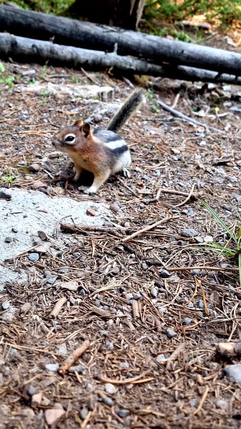 Chipmunk on a rocky mountain peak Stock Footage 305711269