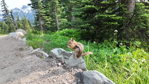 Chipmunk rodent. Gopher outdoor. Wild animal in nature. Squirrel at the pathway Stock-Footage 334498191