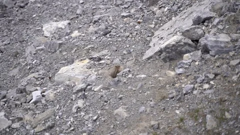 Chipmunk rolling around in the dirt in slow motion Vídeo Stock 244947275