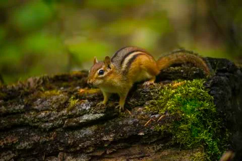 Chipmunk on rotted tree in forest Stock Photos