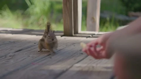 Chipmunk running and taking Peanut Slow Mo Stock Footage 207831120