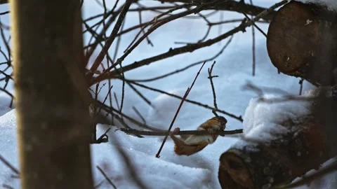 Chipmunk running a branch and stumbles off. Stock Footage 330604435