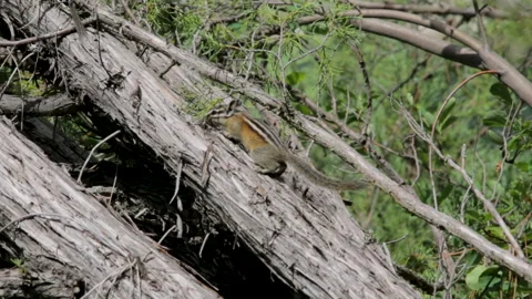 Chipmunk running on a fallen tree in the forest Stock Footage 341879594