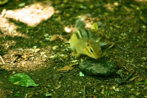 Chipmunk running Stock Photos