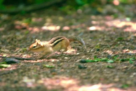Chipmunk running Stock Photos
