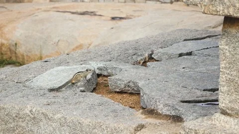 A chipmunk runs over rocks among the ruins of Hampi, Karnataka, India Stock-Footage 138142591