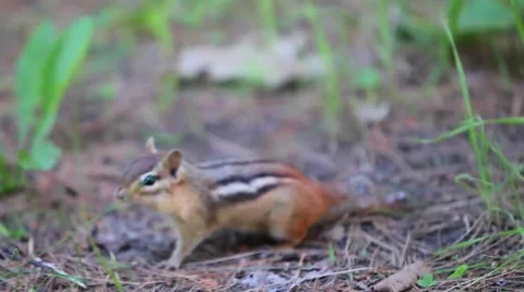 Chipmunk runs towards camera Stock Footage 52209675