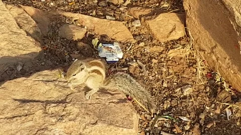 Chipmunk on the sacred Mount Pushkar Stock Footage 167891198