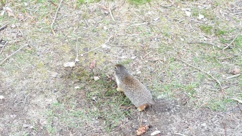 Chipmunk scavenging for food Stock Footage 110628152
