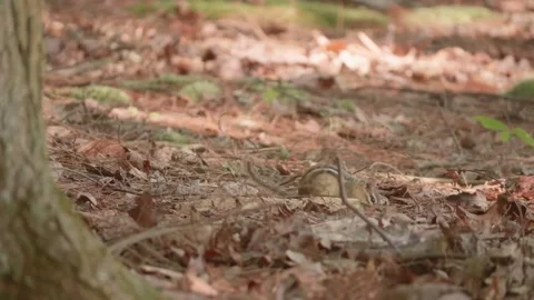 Chipmunk scavenging through dry leaves looking for nuts Stock-Footage 246943888