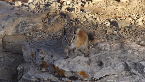 Chipmunk scratching himself Stock Footage 137984948