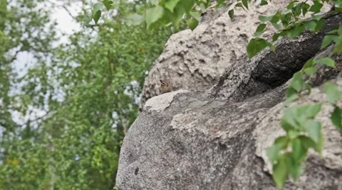 Chipmunk scurry in and around rocks and boulders_2 動画素材 40475858