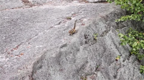 Chipmunk scurry in and around rocks and boulders_1 動画素材 40475862