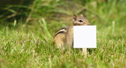 Chipmunk with sign. Stock-Fotos