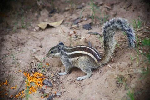 Chipmunk sit on the ground Stock Photos