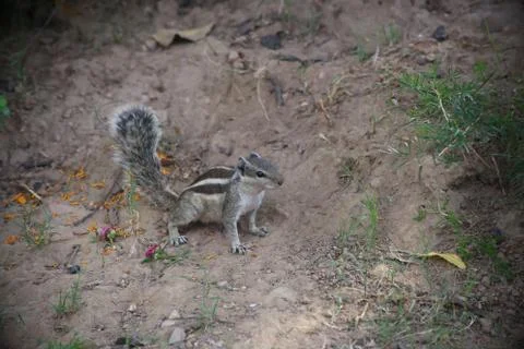 Chipmunk sit on the ground Stock Photos