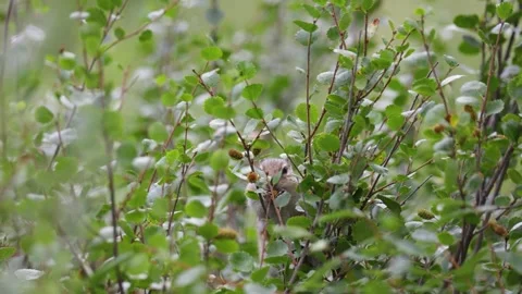 A chipmunk sits on a branch and eats honeysuckle berries. Stock Footage 315869627