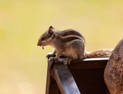 Chipmunk sits on the edge of the wall Stock Photos