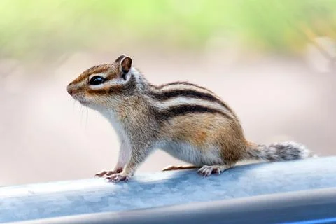 Chipmunk sits on a gray pipe. Small brown wild animal with stripes on the back Stock Photos