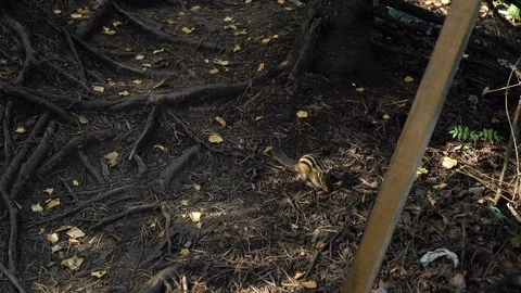 Chipmunk sits on the ground in the forest and eats feed. Squirrel family 库存影片 97403924
