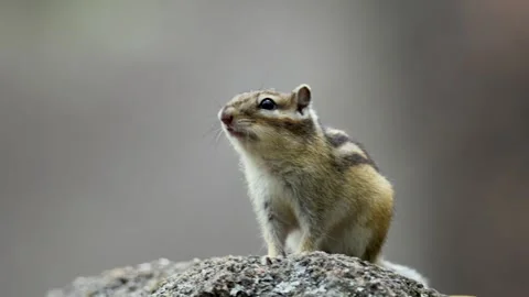 Chipmunk sits on a log close up. Russia, Buryatia Stock Footage 306395141