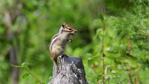 Chipmunk sits on a log close up. Russia, Altay Video stock 316063387