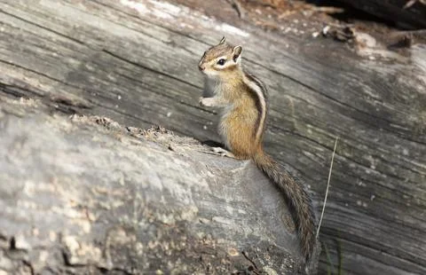Chipmunk sits on a log close up. Summer day Fotos Stock