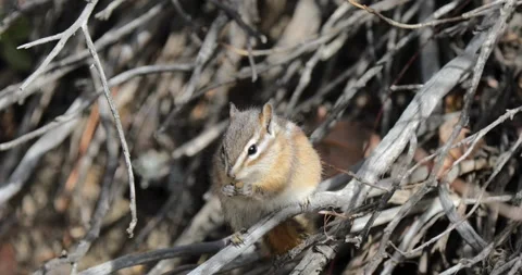 Chipmunk sits quietly on thin branches Stock Footage 342569925