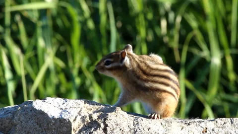 Chipmunk sits on a rock Stock Footage 89051610