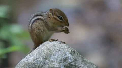Chipmunk sits on a rock in the forest and eats - close-up 4K Stock Footage 107938891