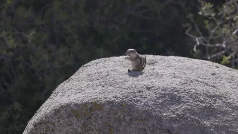 Chipmunk sitting on a boulder and eating something at joshua tree national park Stock-Footage 336035789