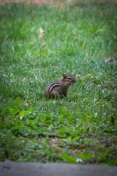 Chipmunk sitting on grass Stock Photos