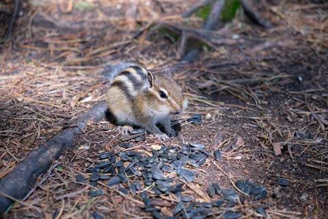Chipmunk sitting on the ground in a forest and eating sunflower seeds. 库存照片