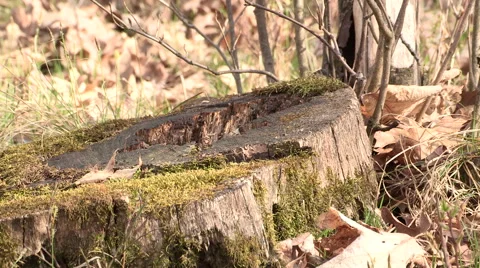 Chipmunk sitting on a Log with Background Nature Sound Video stock 49612735
