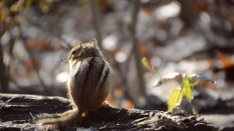 Chipmunk Sitting On Log Runs Видео 120264785