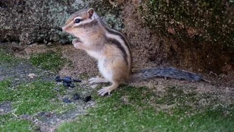 Chipmunk sitting on the mossy stone in a forest and eating seeds. Stock-Footage 335918984