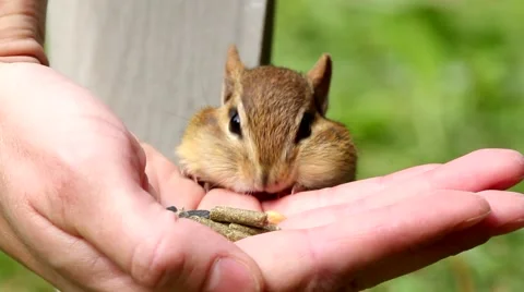 Chipmunk sitting on person's hand and eating Stock Footage 63149567