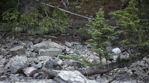 Chipmunk sitting on a rock in an Alberta forest Stock Footage 90833411