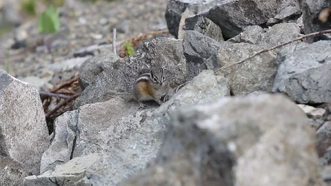 Chipmunk sitting on a rock Stock Footage 79321277