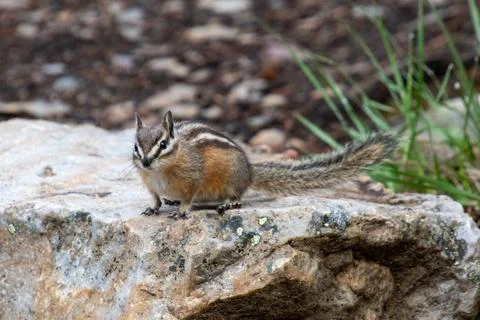 Chipmunk sitting on the rock. Stock Photos