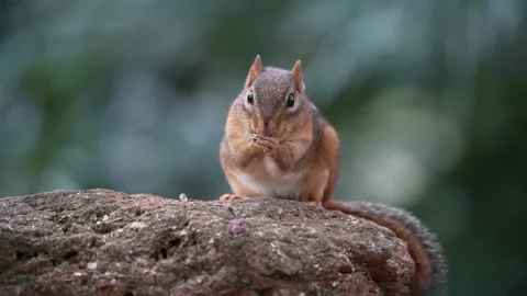 A chipmunk sitting on rock washing its face Vídeos de archivo 334664273