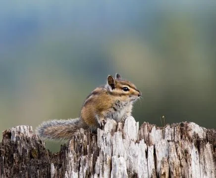 Chipmunk sitting on a stump and looking into camera. Stock Photos