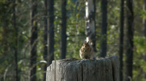 Chipmunk sitting on a stump Stock Footage 124621