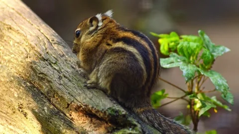 Chipmunk Sitting on a Tree Branch Eating Seeds in Sunny Forest | 4K Wildlif.. Stock-Footage 337878091